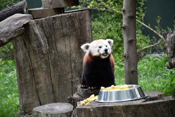 Macaristan'dan getirilen kızıl panda Bursa'daki yeni yuvasında