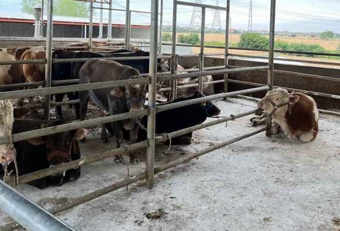 Hastalıklardan ari Kırklareli'ne kaçak getirildiği belirlenen 27 büyükbaş kesildi