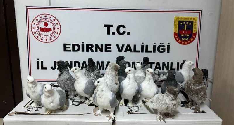 Edirne'de kaçak hayvan ticaretinin önlenmesi kapsamında cins köpekler ve güvercinler yakalandı