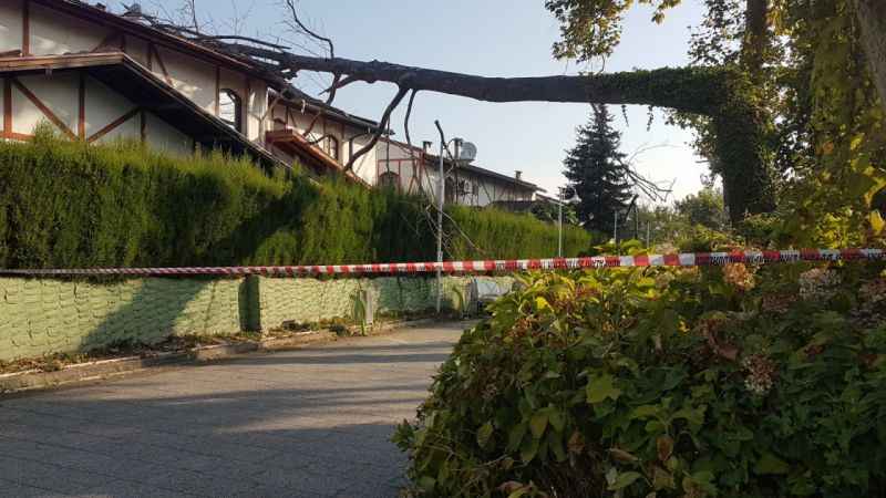 Sakarya'da asırlık çınar ağacı evin çatısına devrildi