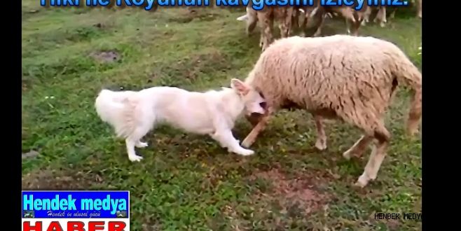 Köpek koyuna sataşırsa İZLEYİNİZ.