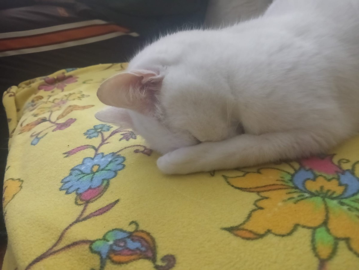 EVDE BESLEMİŞ OLDUĞUNUZ KEDİNİZİN YAŞLANDIĞINI NASIL ANLARSINIZ