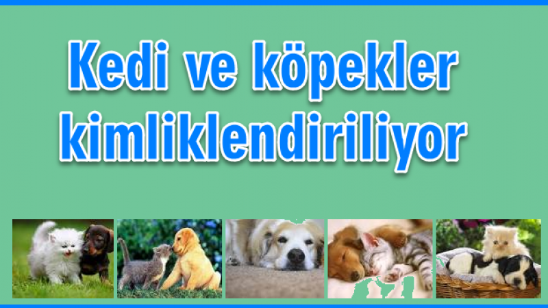 Kedi ve köpeklerin kimliklendirilmesi