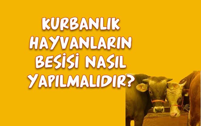 KURBANLIK HAYVANLARIN BESİSİ NASIL YAPILMALIDIR?