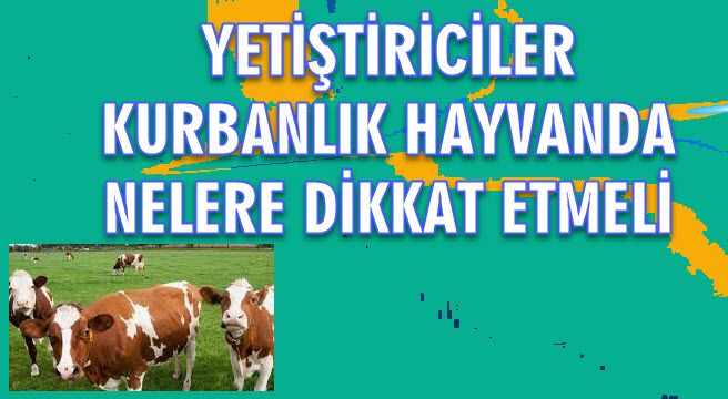 YETİŞTİRİCİLER KURBANLIK HAYVANDA NELERE DİKKAT ETMELİ