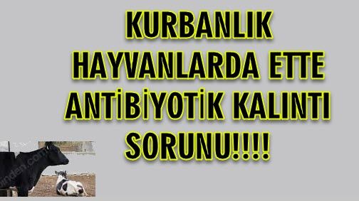 KURBANLIK HAYVANLARDA ETTE ANTİBİYOTİK KALINTI SORUNU!!!!
