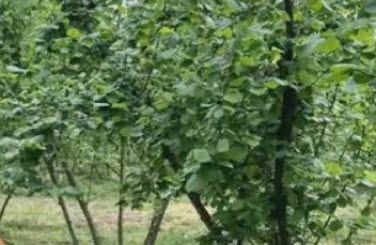 Sakarya'nın fındığında verim tek gövdeli ağaç sistemiyle artırılacak