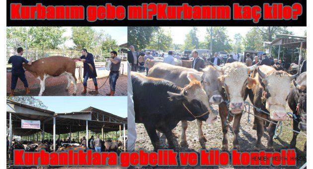 Kurbanlıklara gebelik ve kilo kontrolü