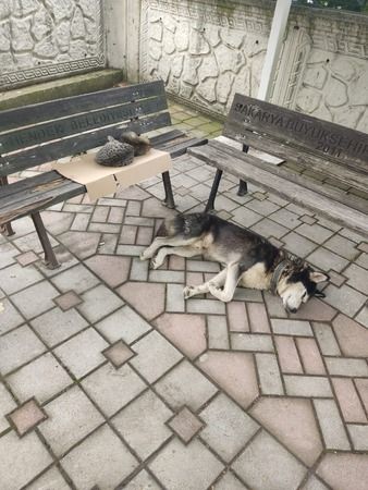  YETİŞKİN KÖPEK KEDİ VE GELİNCİKLERİN ÇİP UYGULAMASI BİTMESİNE AZ KALDI