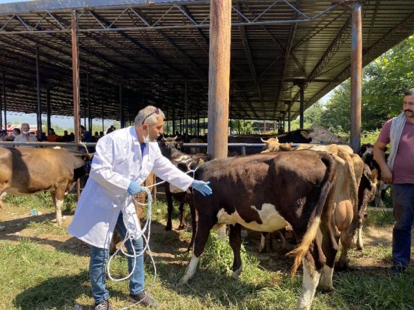 Bu yöntemle bir kişi yardım almadan kurbanlık hayvanı yere yatırabiliyor