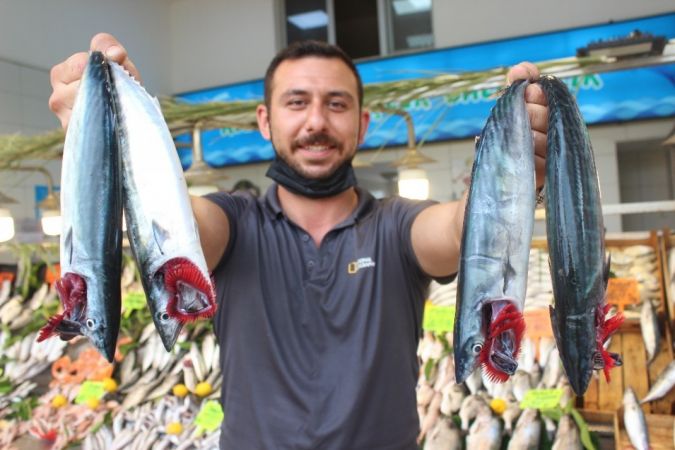 Sezon açıldı, tezgahlar palamut ile doldu