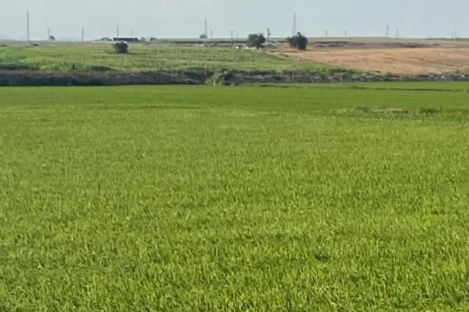 Edirne İpsala'da çeltik üretiminde damlama sulama ile yüksek verim