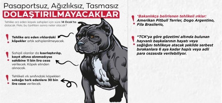 Bu ırk köpeğe sahipseniz dikkat!