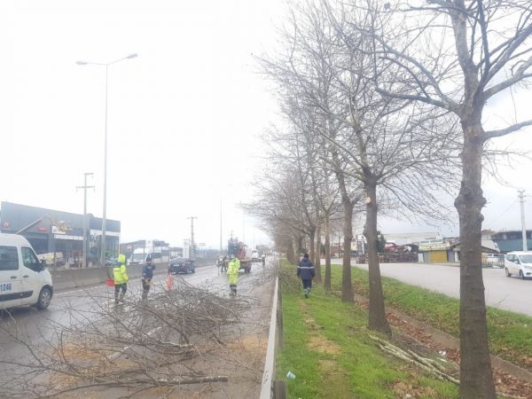 D-130’da ağaçlarda bakım ve budama yapıldı