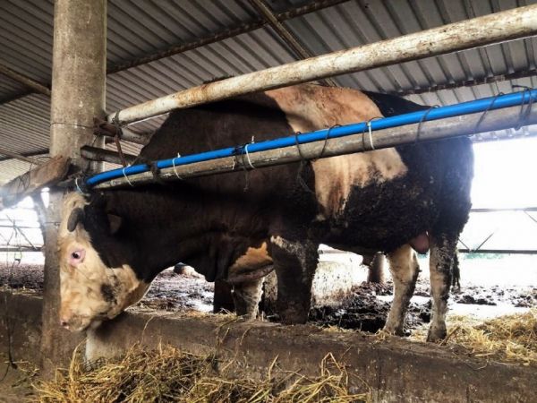 1 ton 300 kiloluk kurbanlık alıcısını bekliyor