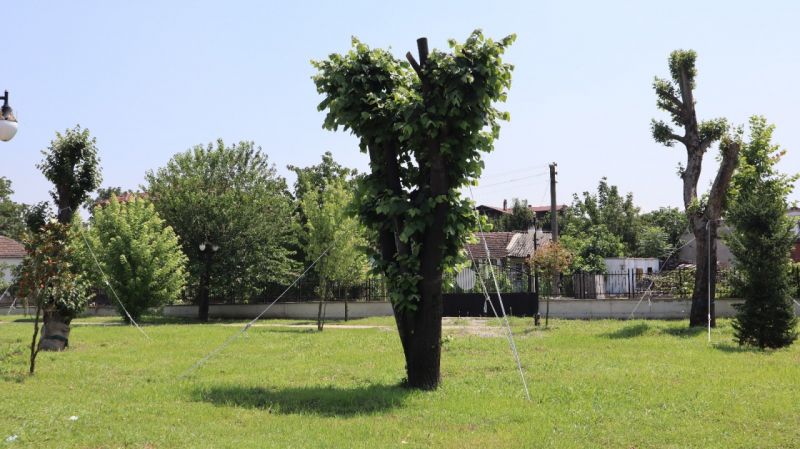 Nakledilen ağaçlar yeşillenmeye başladı