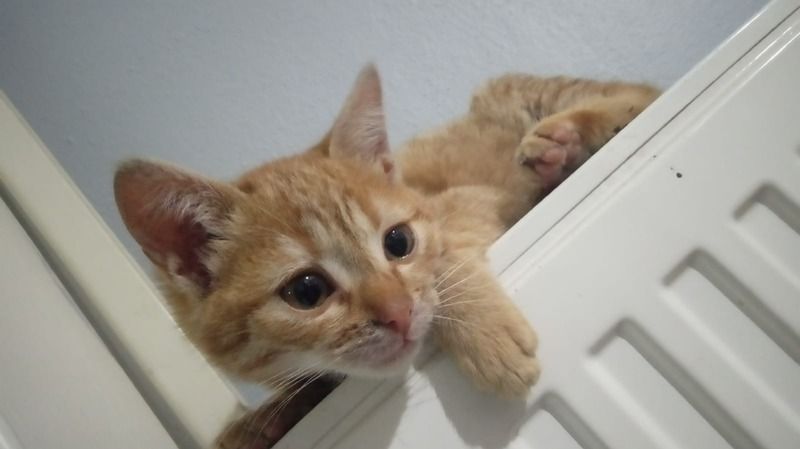   KEDİ,  KÖPEK VE GELİNCİKLERİN KİMLİKLENDİRMESİ 31 ARALIK TARİHİNDE BİTİYOR
