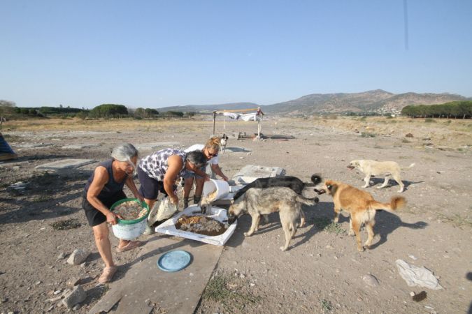 Emekli olduktan sonra sokak hayvanları için çalışmaya başladı