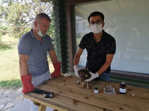 Küçük orman Kartal güvenli ellerde