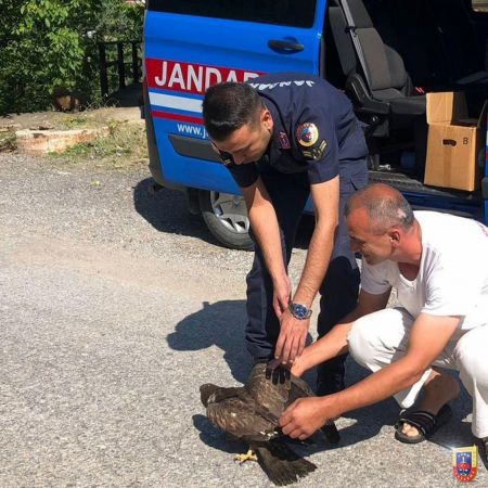 Yaralı kartalın yardımına jandarma koştu