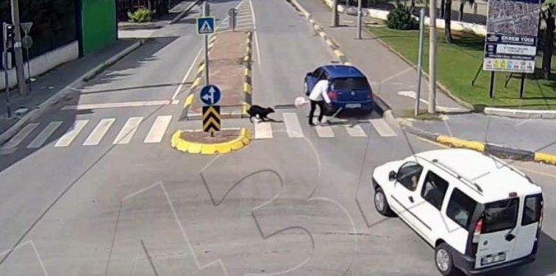 Dikkatsizliğin bu kadarı: Köpek bile bu kaza karşısında şaşırdı kaldı