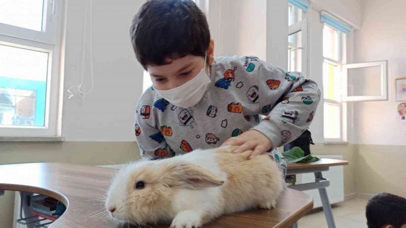 Tavşan ve ördek derse girdi