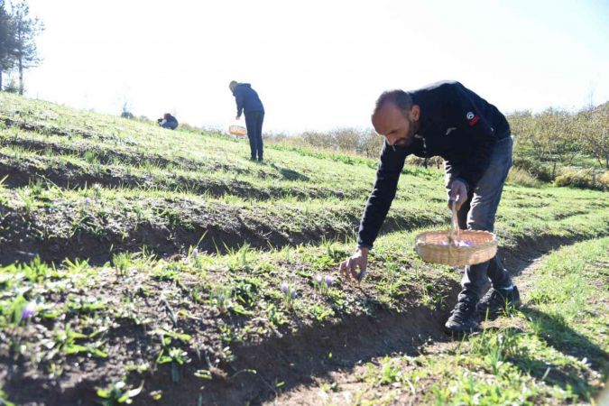 Kilosu 30 bin liradan satılıyor