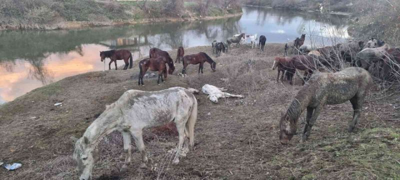 ’Nehir kenarında at kesiliyor’ ihbarı jandarmayı harekete geçirdi