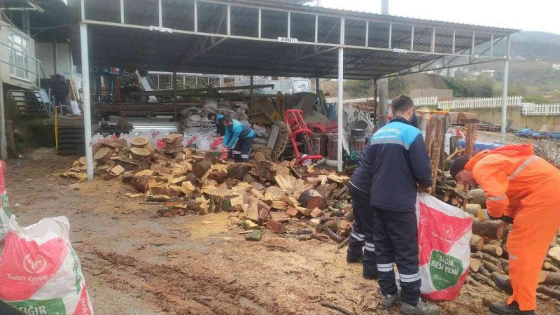 Başiskele’de budanan ağaçlar vatandaşlara yakacak oluyor