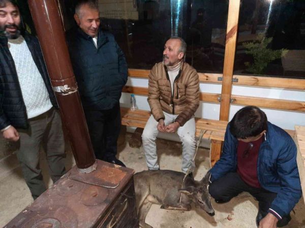 Yaralı karacaya köylüler sahip çıktı