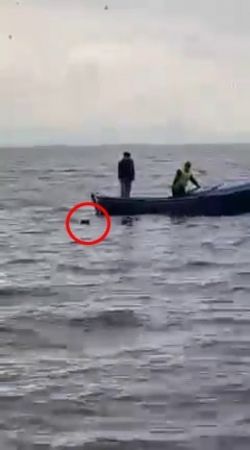 Gölün ortasındaki köpeği işte böyle kurtardılar