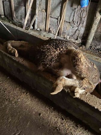 Yem yediği behniye sırt üstü düştü