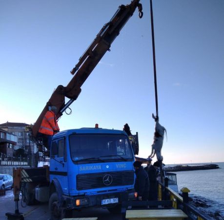 Karadeniz’den hamsi yerine büyükbaş hayvan çıktı