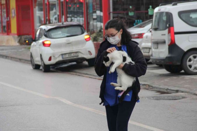 Sokak kedilerine veteriner kliniklerinin kapısı ücretsiz açılıyor