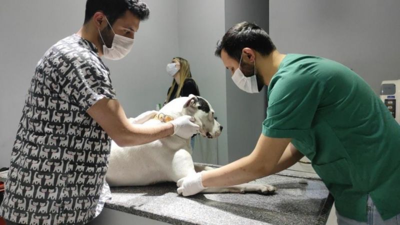 Düzce’de kedi ve köpekler yılsonuna kadar kayıt altına alınıyor