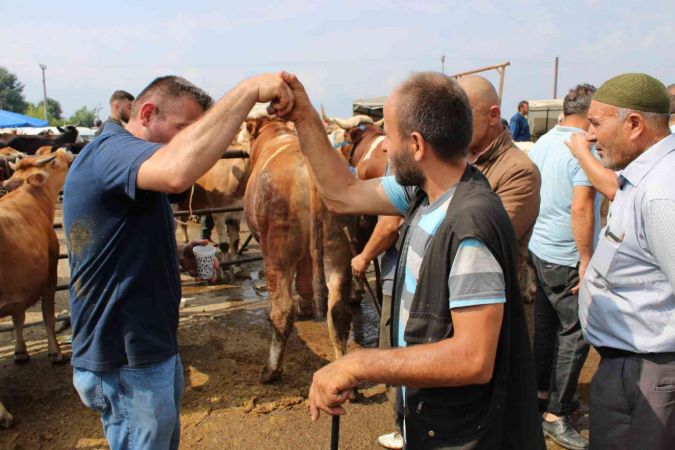 Canlı hayvan pazarında Kurban Bayramı öncesi yoğunluk arttı