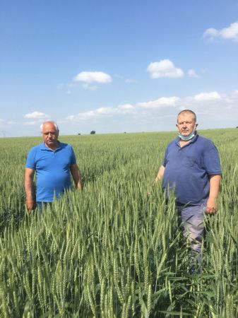 Trakyalı Çiftçi Halis Buğdayı Sevdi