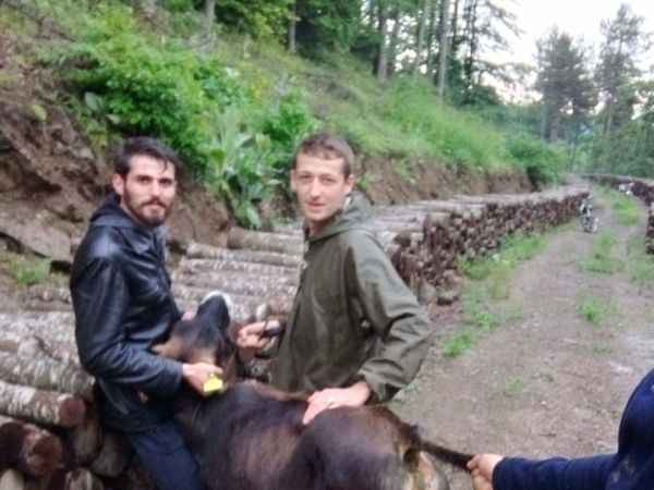 Bilecik’te ahırdan kaçan büyükbaş kurbanlık hayvan 10 kilometre uzaklıkta bulundu  