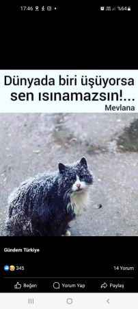YAKLAŞMAKTA OLAN KIŞ MEVSİMİ NEDENİYLE SOKAKTAKİ YAŞAYAN KÖPEK VE KEDİLERİ UNUTMAYALIM