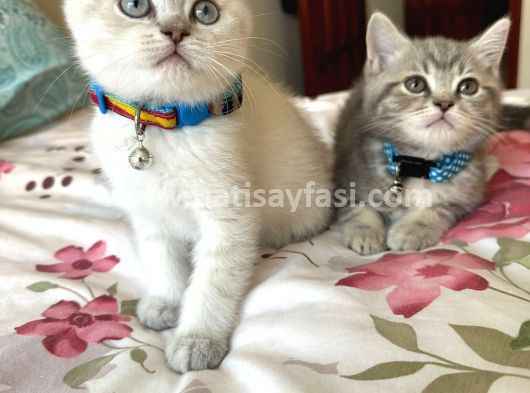 British Shorthair Yavru Kedi Özellikleri Nelerdir?