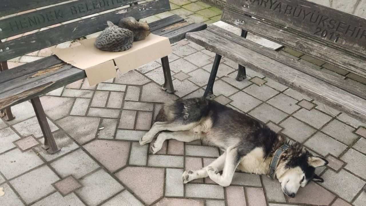  6 Aylıktan büyük kedi, köpek çiplendirilmesine yasal af 31/12/2025 tarihinde sona eriyor