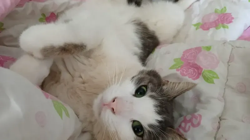 KEDİ VE KÖPEK TÜYLERİ HASTALIK YAPAR MI ?